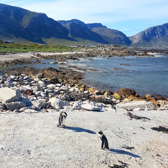Stony Point Nature Reserve things to do in Hermanus