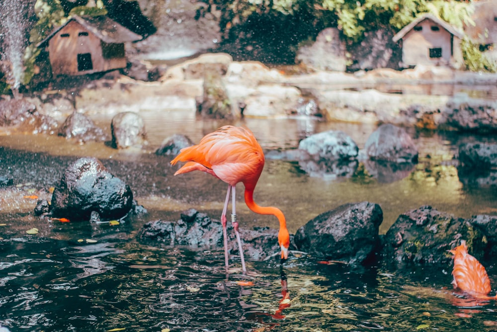 orange and pink flamingo