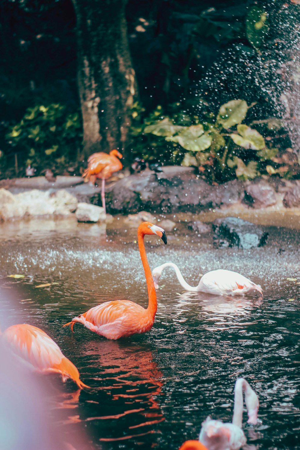 flamingoes swimming