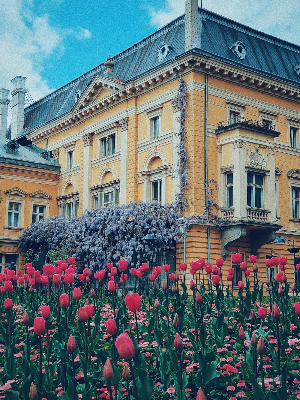 red tulip flowers near yellow house