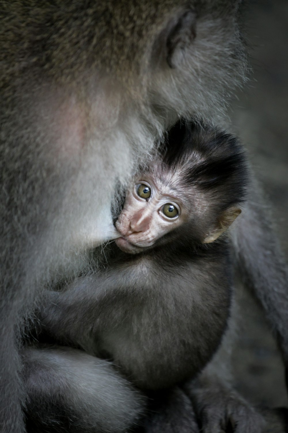 brown and black monkey