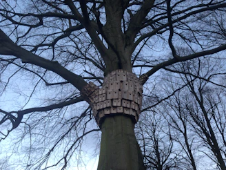 Wide shot of the adjustable tree perch setup with multiple heights and landing zones.