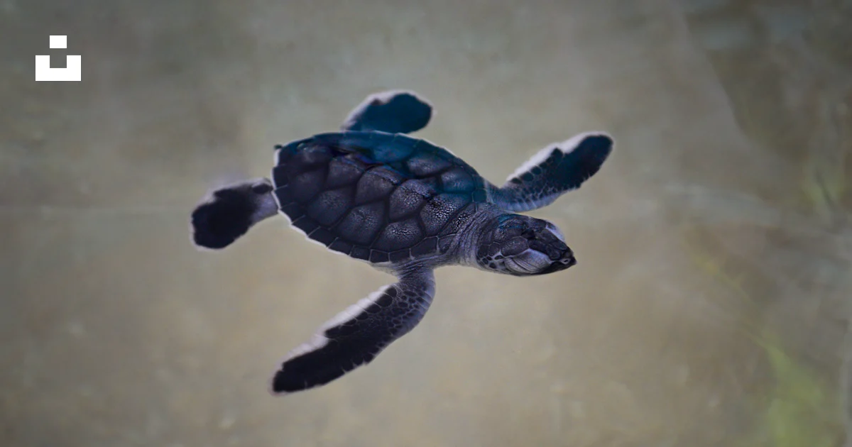 Blaack Turtle Black turtle photo – Free Animal Image on Unsplash