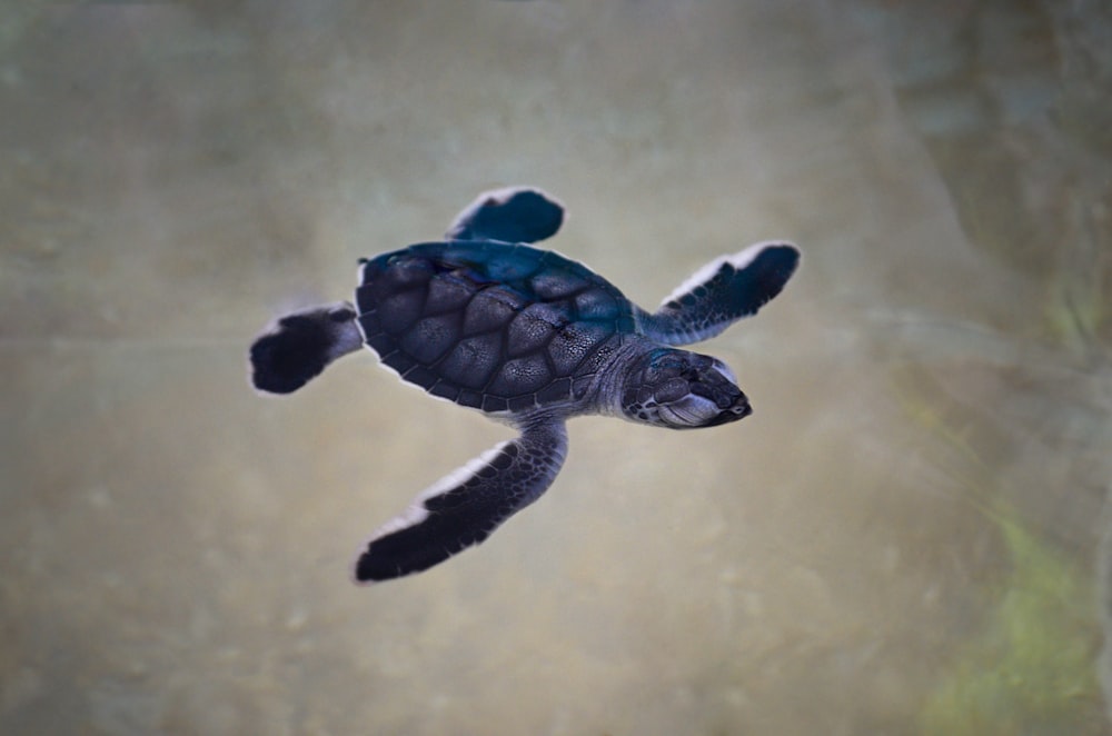 black turtle