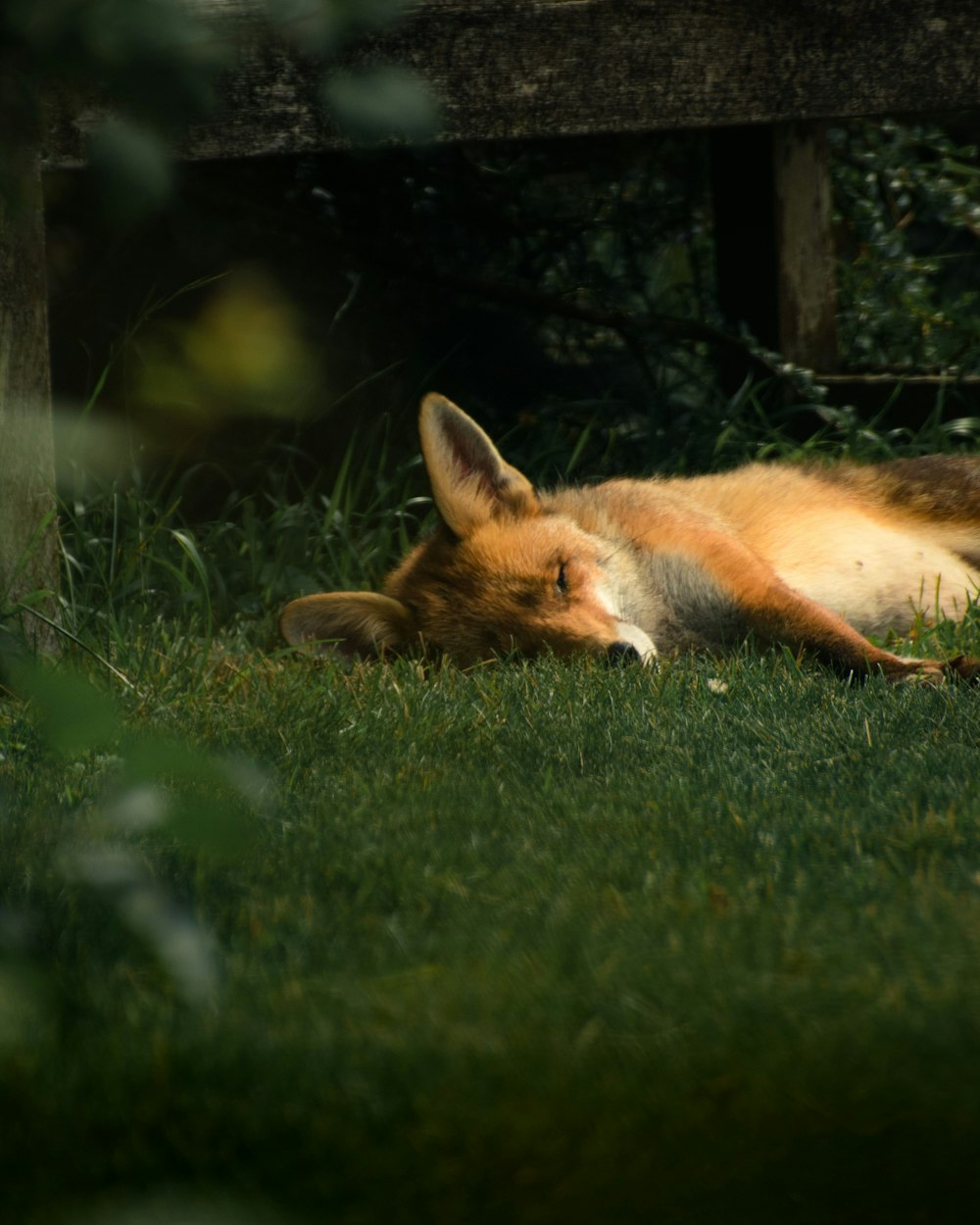 sleeping dog on green grass