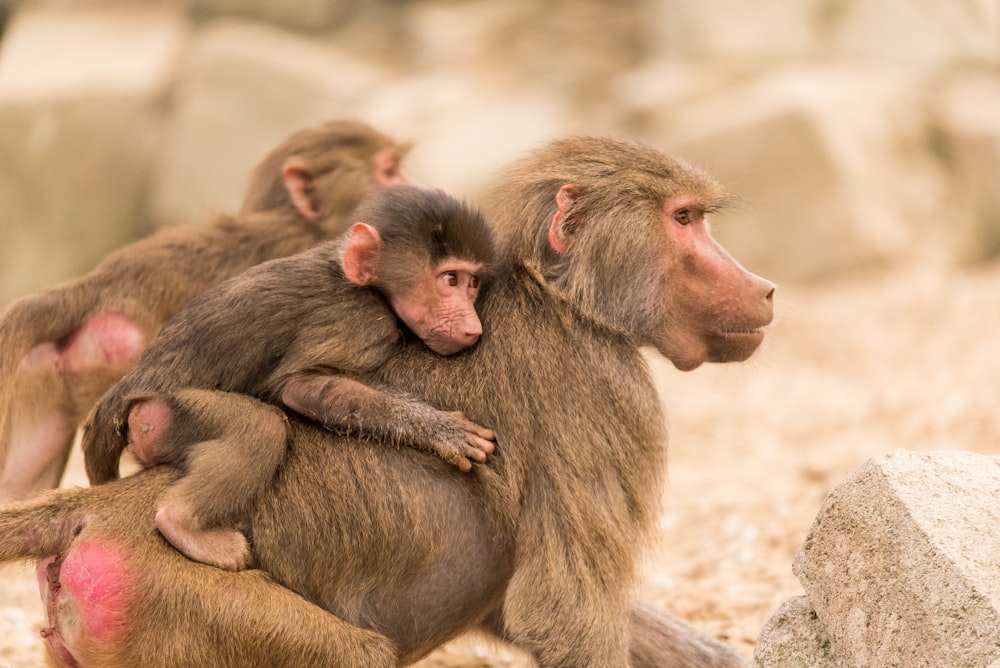 Mono bebé en la espalda de otro mono