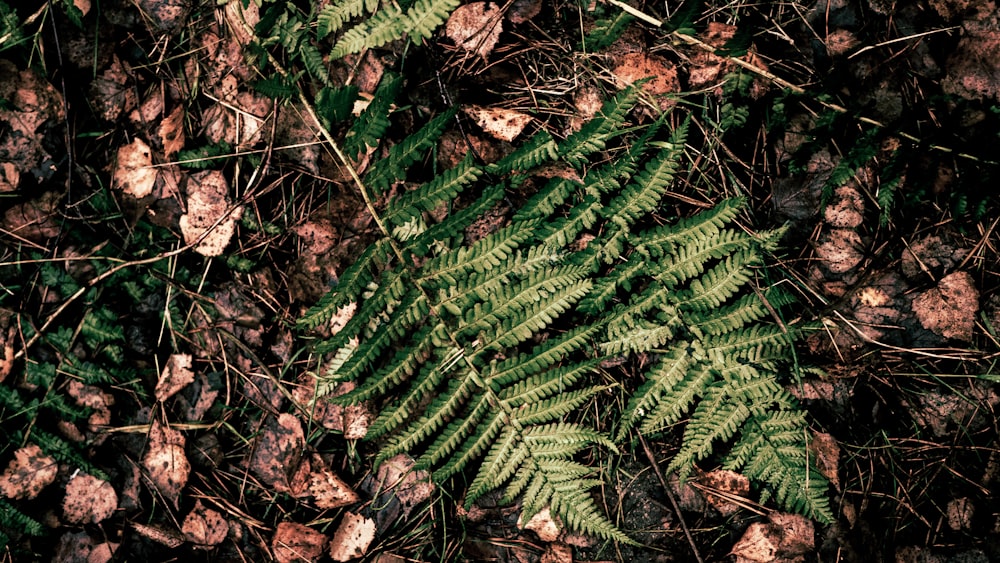 green fern plant growing on ground