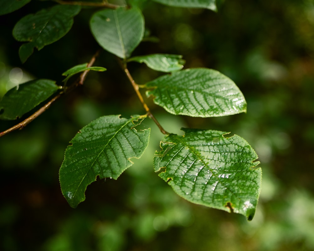 green leaves