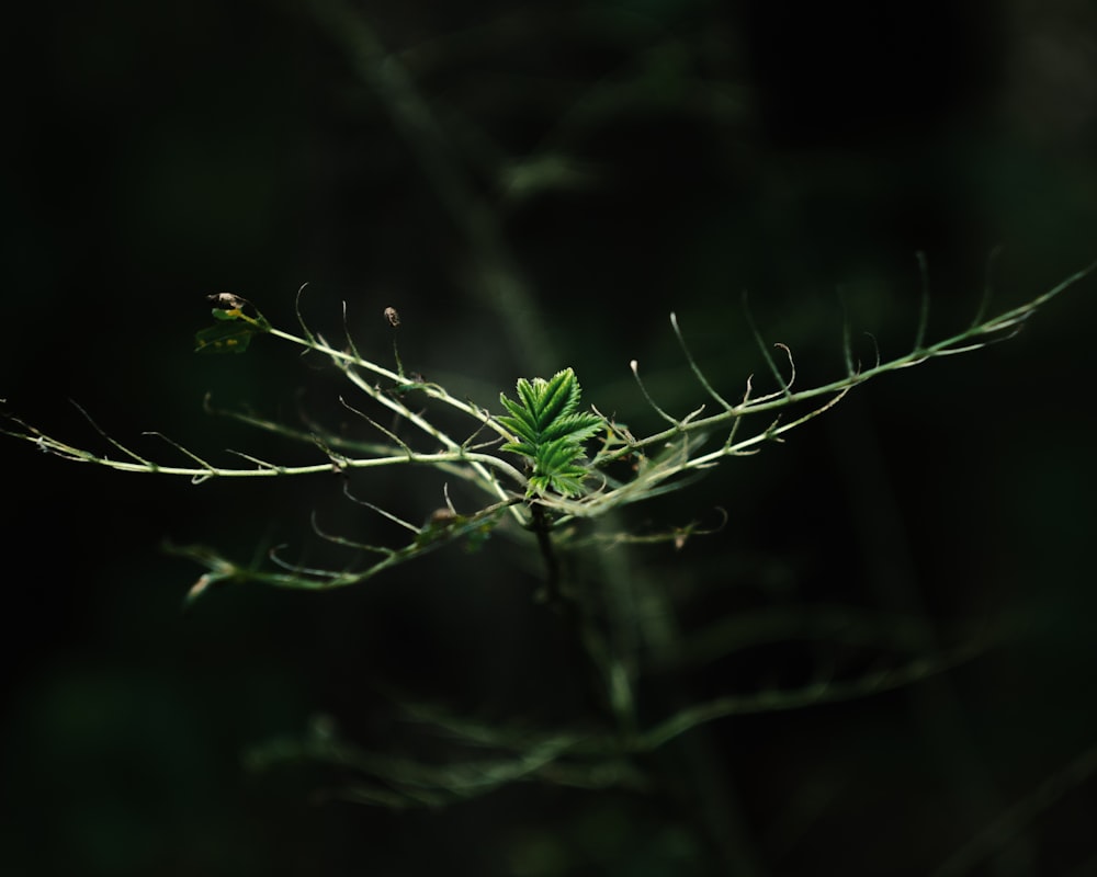 緑の葉植物の選択焦点写真