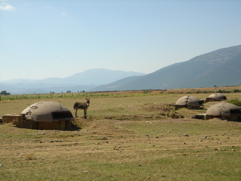 brown horse on grass field during daytime