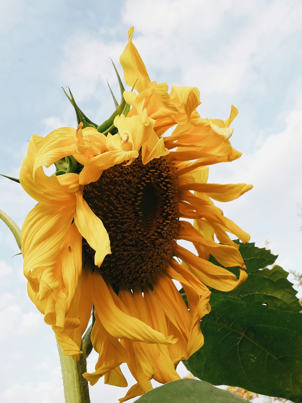 blooming yellow sunflower