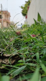 A freshly mowed green lawn in a bustling urban neighborhood with city buildings in the background.
