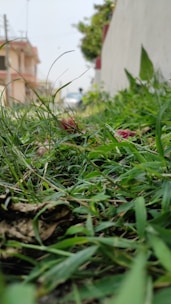 A freshly mowed green lawn in a bustling urban neighborhood with city buildings in the background.