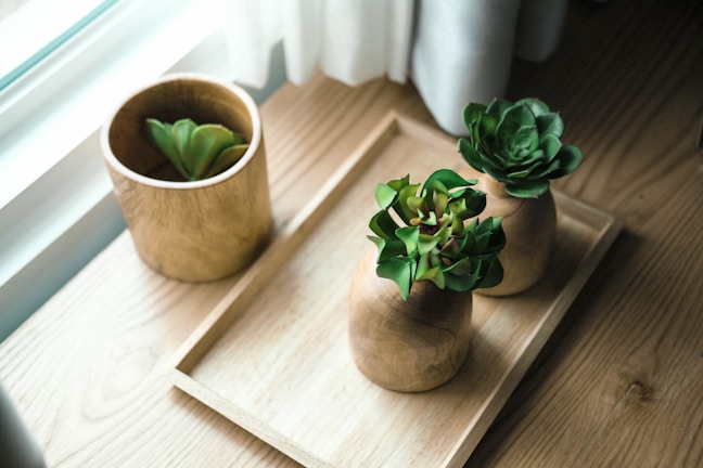 Mini succulent pots clustered together on a bright desktop, adding a touch of nature indoors.