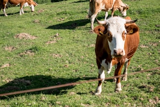 Close-up of dairy cows grazing in a lush green pasture with feed supplement bags nearby.