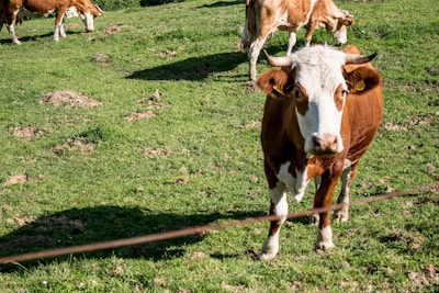 Close-up of dairy cows grazing in a lush green pasture with feed supplement bags nearby.