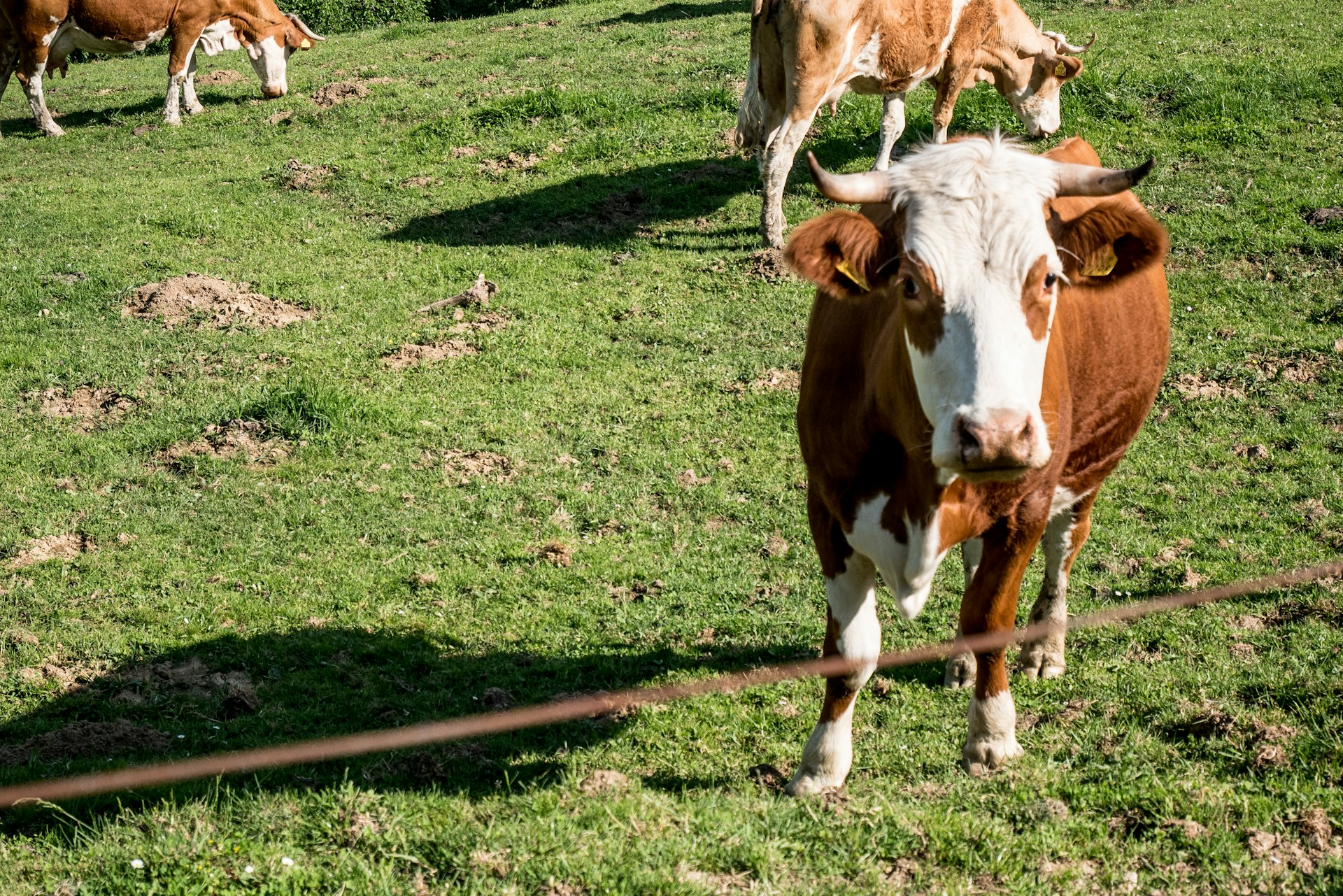 A close-up of healthy cattle grazing in a lush green pasture under a clear blue sky, reflecting the quality focus of Verda Enterprises.
