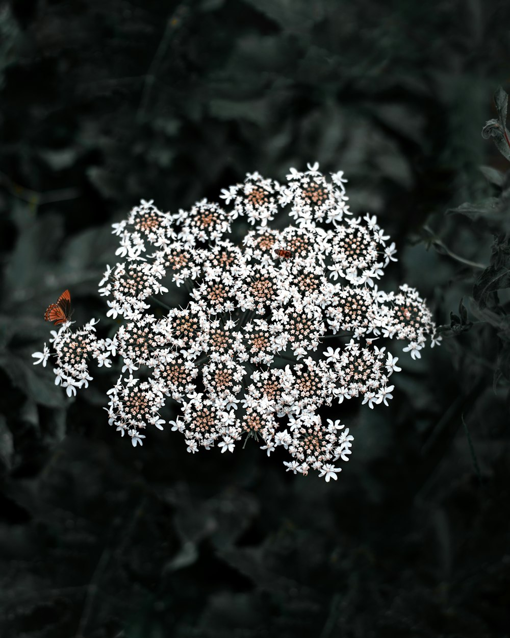 white flowering green plant