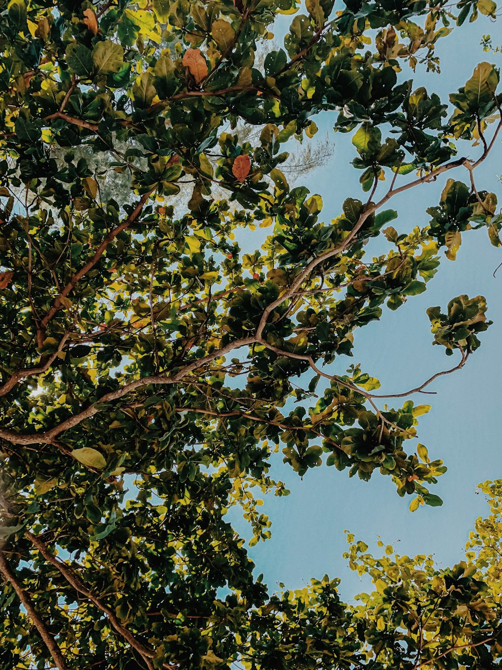 green leaf tree