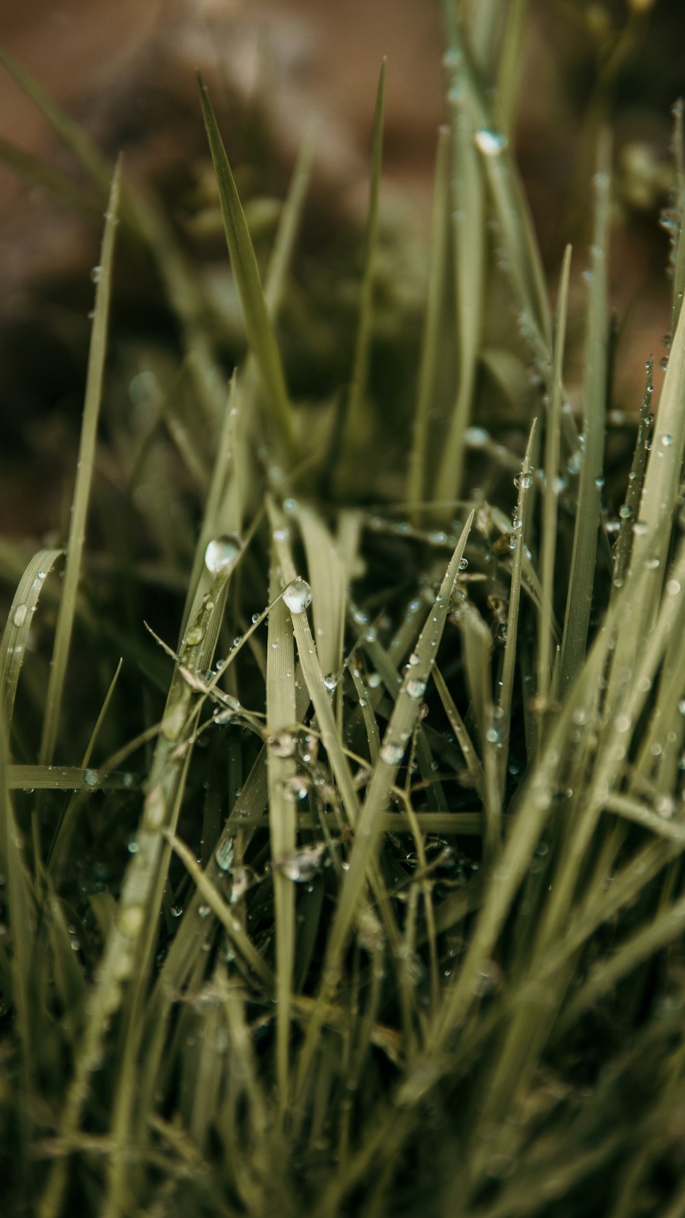 linear leaf green outdoor plant