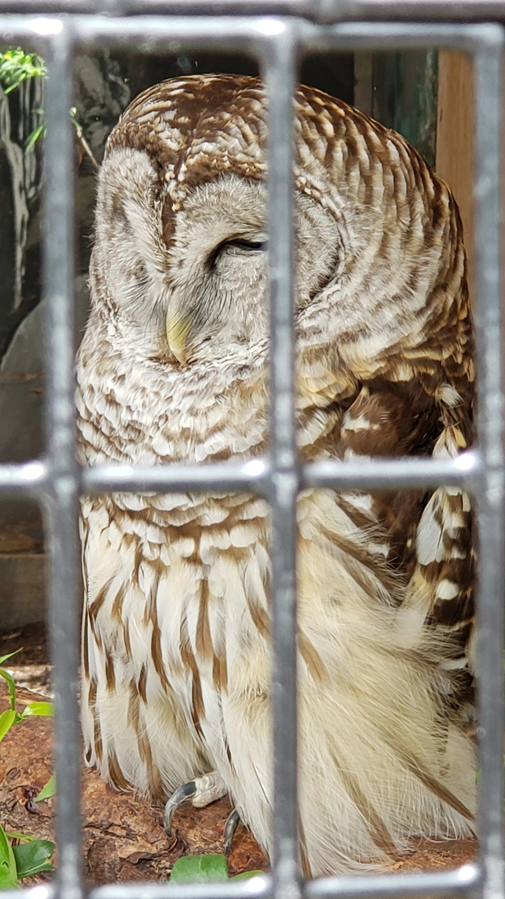 brown owl inside cage '