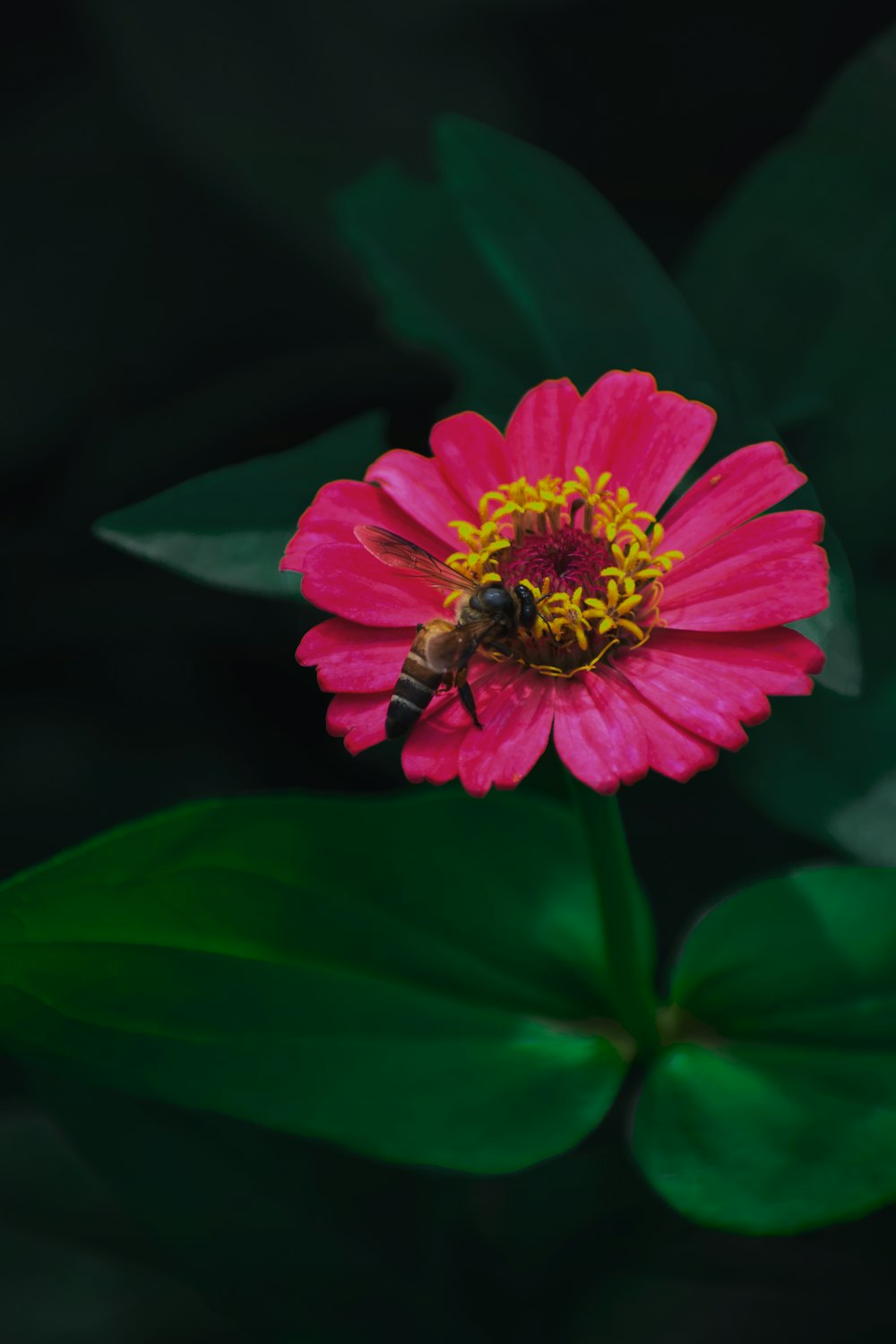 ピンクの花にとまる蜂の接写写真