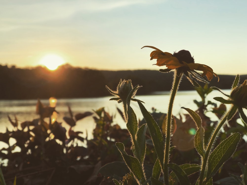 foto ravvicinata di fiori gialli vicino allo specchio d'acqua durante l'ora d'oro