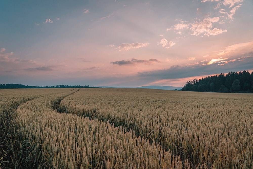 brown rice fields