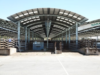 A large, open-air livestock pavilion with a high, arching metal roof and numerous metal stalls or pens. The structure is supported by several pillars, and sunlight filters through the translucent sections of the roof. There are numbered signs and a small control booth or office in the center. The ground appears to be made of compacted dirt or gravel.