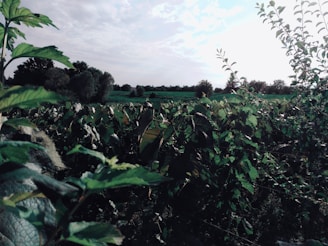 Close-up of plot boundary with greenery and clear sky in background.
