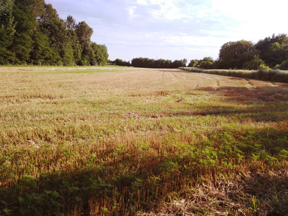 green-leafed tree near open field during daytime