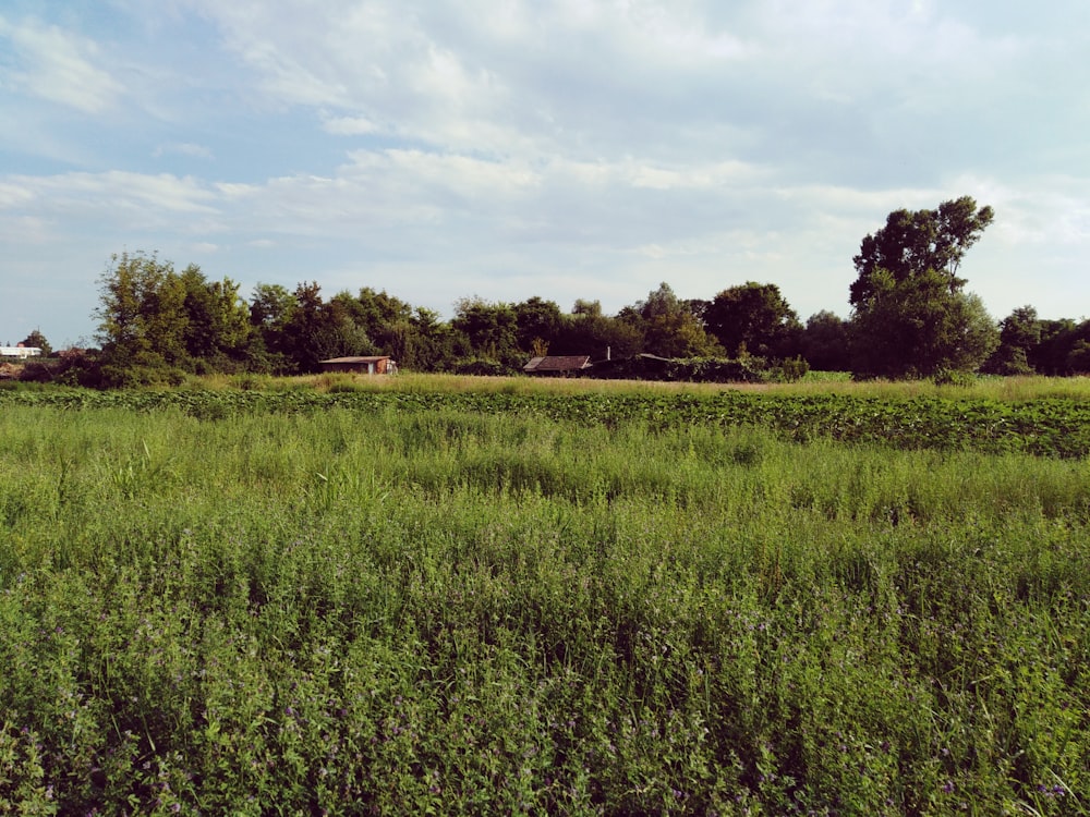 green field