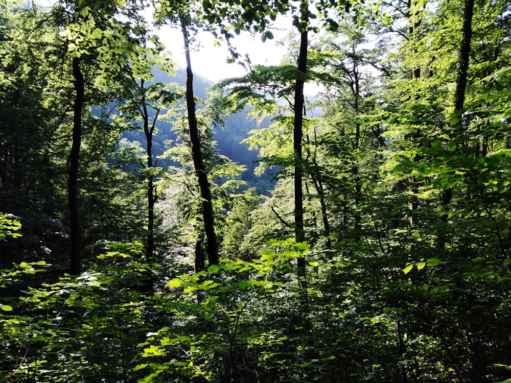 forest with tall and green trees