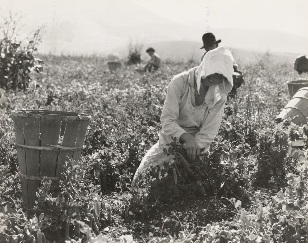 grayscale photography of people harvesting