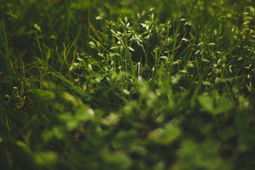 green grass field during daytime close-up photography