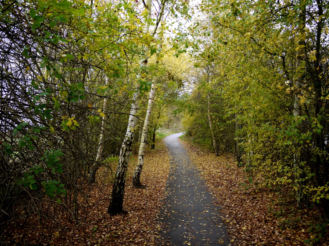 landscape photo of forest