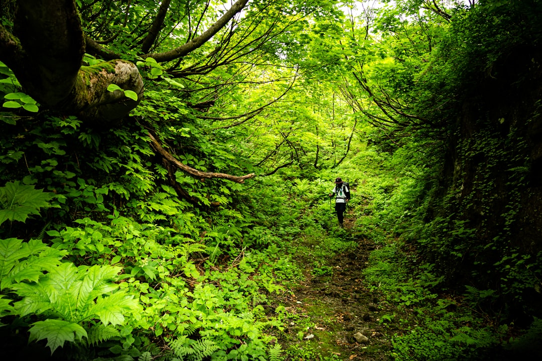 Forest photo spot Sekigawa Japan