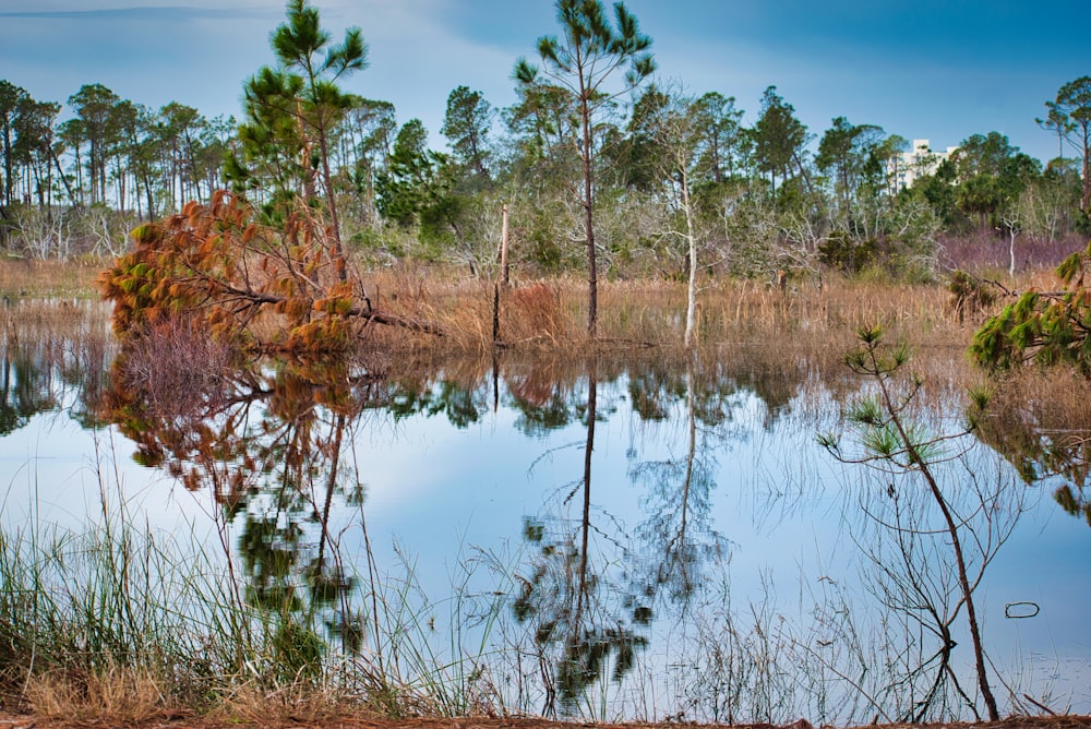 green-leafed tree near body of water