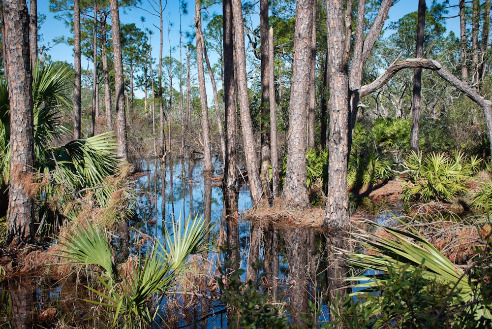 body of water surrounded by trees