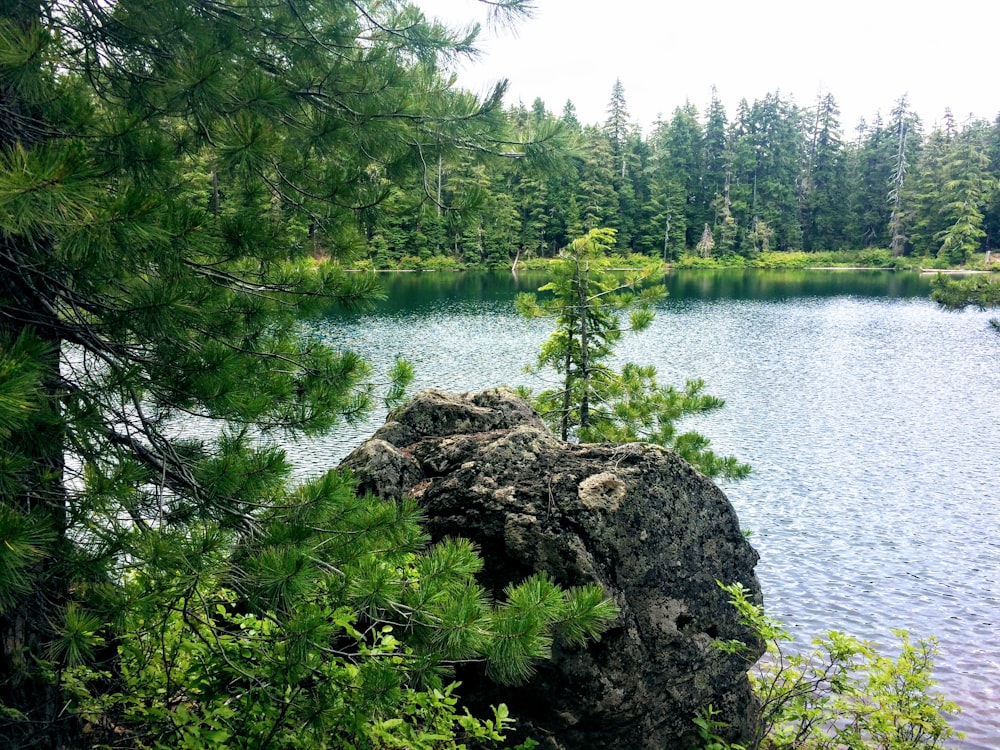 green-leafed tree near body of water