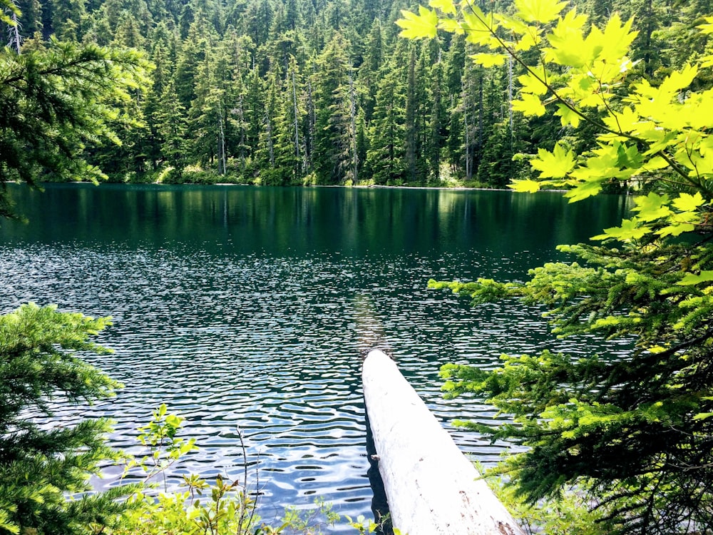 trees near body of water during daytime