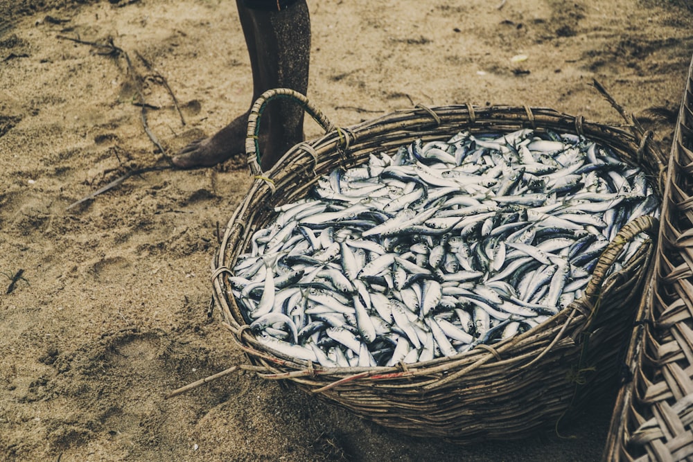 fish in wicker basket photo – Free Fish Image on Unsplash