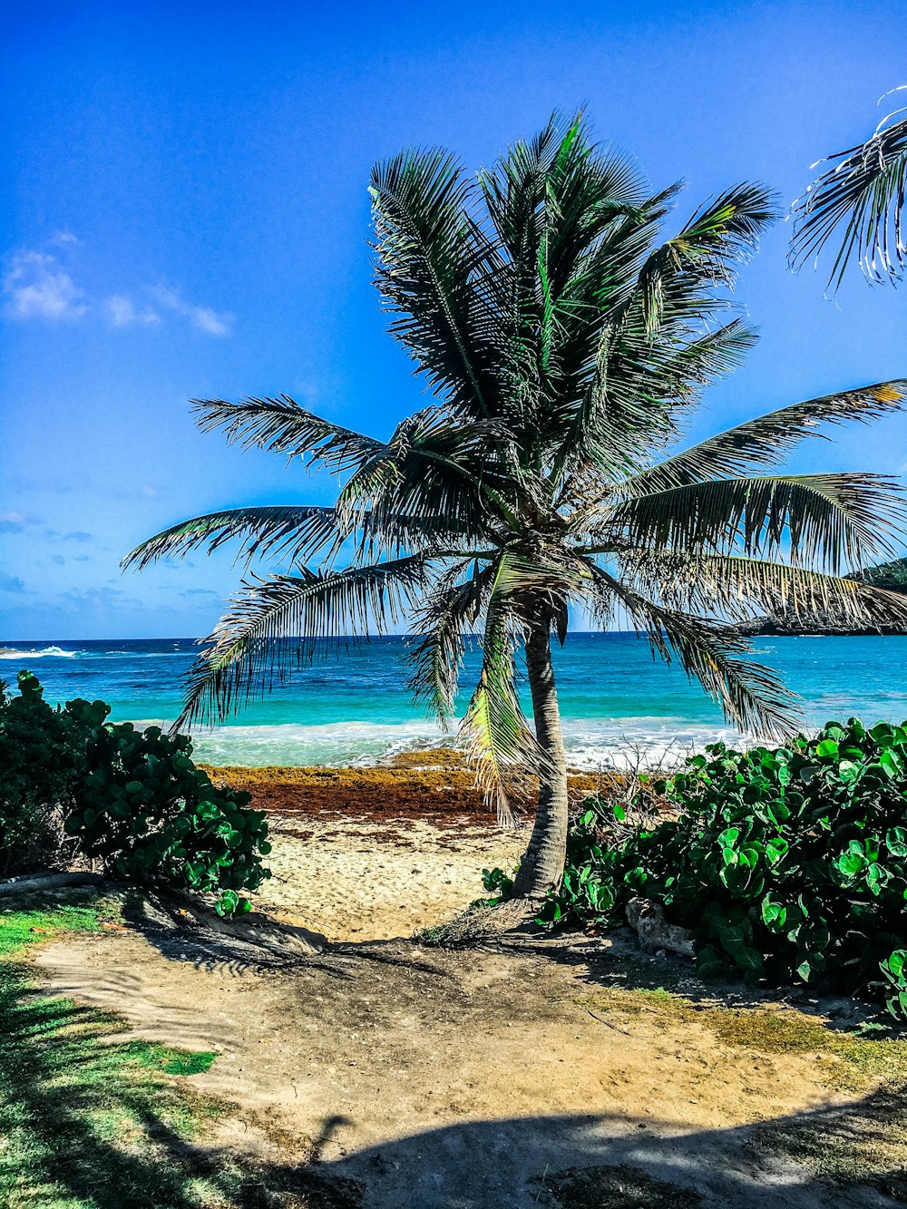 coconut palm tree near ocean during daytime