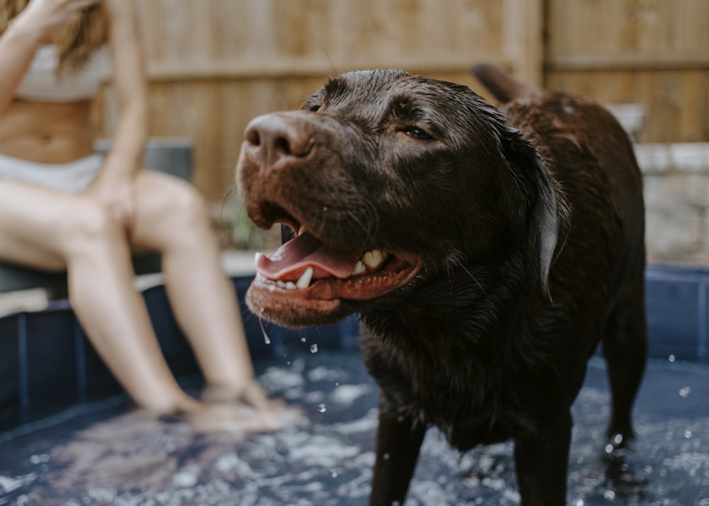 short-coated brown dog