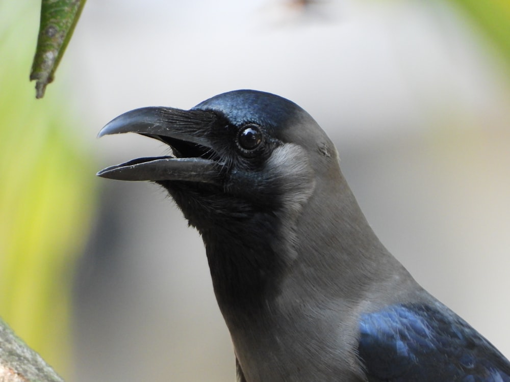 close-up photo of black bird