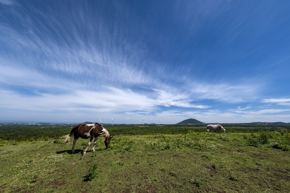 brown and white horse