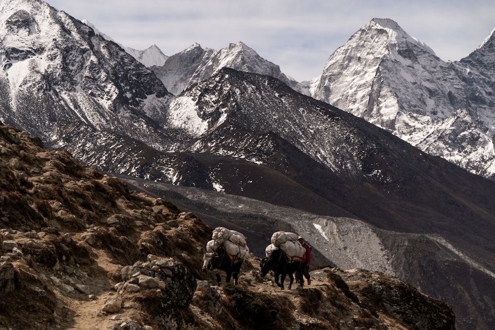 two horses on hill during daytime