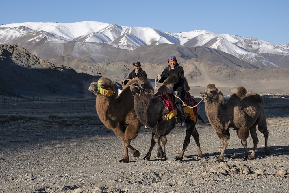 person riding camel during daytime