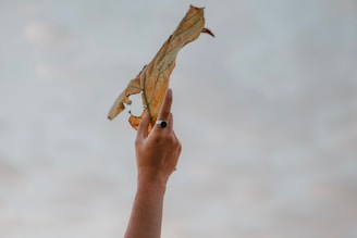 Black and white close-up of a delicate hand holding a small golden leaf, symbolic of growth and awareness.