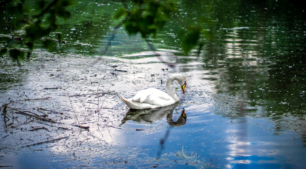 white swan on water at daytime